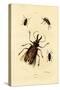 Long-Horned Beetles, 1833-39-null-Stretched Canvas