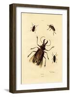 Long-Horned Beetles, 1833-39-null-Framed Giclee Print