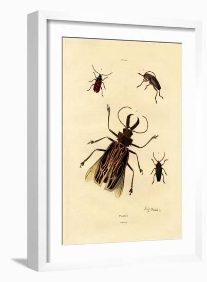 Long-Horned Beetles, 1833-39-null-Framed Giclee Print