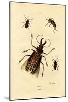 Long-Horned Beetles, 1833-39-null-Mounted Giclee Print