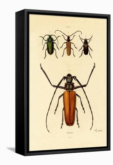 Long-Horned Beetles, 1833-39-null-Framed Stretched Canvas