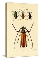 Long-Horned Beetles, 1833-39-null-Stretched Canvas