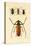 Long-Horned Beetles, 1833-39-null-Stretched Canvas
