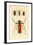 Long-Horned Beetles, 1833-39-null-Framed Giclee Print