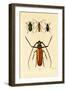 Long-Horned Beetles, 1833-39-null-Framed Giclee Print