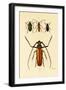 Long-Horned Beetles, 1833-39-null-Framed Giclee Print