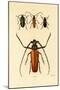 Long-Horned Beetles, 1833-39-null-Mounted Giclee Print