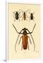 Long-Horned Beetles, 1833-39-null-Framed Giclee Print