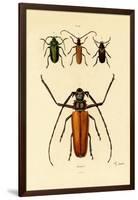 Long-Horned Beetles, 1833-39-null-Framed Giclee Print