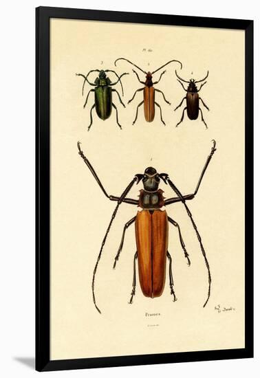 Long-Horned Beetles, 1833-39-null-Framed Giclee Print