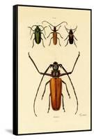 Long-Horned Beetles, 1833-39-null-Framed Stretched Canvas