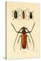 Long-Horned Beetles, 1833-39-null-Stretched Canvas