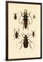 Long-Horned Beetles, 1833-39-null-Framed Giclee Print