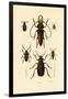 Long-Horned Beetles, 1833-39-null-Framed Giclee Print