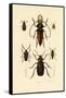 Long-Horned Beetles, 1833-39-null-Framed Stretched Canvas