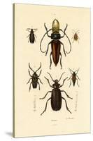 Long-Horned Beetles, 1833-39-null-Stretched Canvas