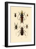 Long-Horned Beetles, 1833-39-null-Framed Giclee Print