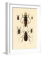 Long-Horned Beetles, 1833-39-null-Framed Giclee Print