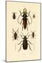 Long-Horned Beetles, 1833-39-null-Mounted Giclee Print