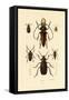 Long-Horned Beetles, 1833-39-null-Framed Stretched Canvas