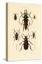 Long-Horned Beetles, 1833-39-null-Stretched Canvas