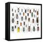 Long Horned Beetles in Design Layout and Size Relationship-Darrell Gulin-Framed Stretched Canvas