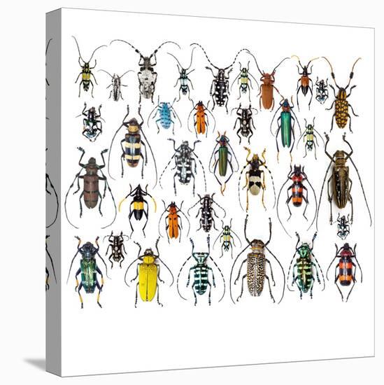 Long Horned Beetles in Design Layout and Size Relationship-Darrell Gulin-Stretched Canvas