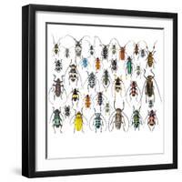 Long Horned Beetles in Design Layout and Size Relationship-Darrell Gulin-Framed Photographic Print