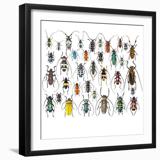 Long Horned Beetles in Design Layout and Size Relationship-Darrell Gulin-Framed Photographic Print
