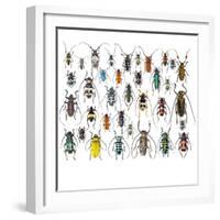 Long Horned Beetles in Design Layout and Size Relationship-Darrell Gulin-Framed Photographic Print