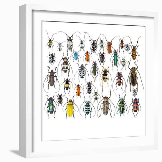 Long Horned Beetles in Design Layout and Size Relationship-Darrell Gulin-Framed Photographic Print