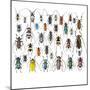 Long Horned Beetles in Design Layout and Size Relationship-Darrell Gulin-Mounted Photographic Print