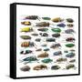Long Horned Beetles Side View-Darrell Gulin-Framed Stretched Canvas