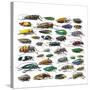 Long Horned Beetles Side View-Darrell Gulin-Stretched Canvas