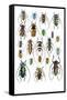 Long Horned Beetles Top View-Darrell Gulin-Framed Stretched Canvas