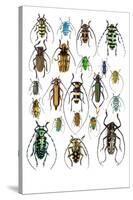 Long Horned Beetles Top View-Darrell Gulin-Stretched Canvas