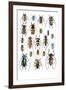 Long Horned Beetles Top View-Darrell Gulin-Framed Photographic Print