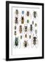 Long Horned Beetles Top View-Darrell Gulin-Framed Photographic Print