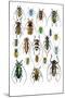 Long Horned Beetles Top View-Darrell Gulin-Mounted Photographic Print