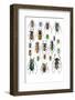 Long Horned Beetles Top View-Darrell Gulin-Framed Photographic Print