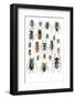 Long Horned Beetles Top View-Darrell Gulin-Framed Photographic Print