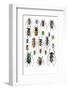 Long Horned Beetles Top View-Darrell Gulin-Framed Photographic Print