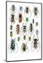 Long Horned Beetles Top View-Darrell Gulin-Mounted Photographic Print