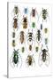 Long Horned Beetles Top View-Darrell Gulin-Stretched Canvas