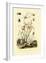 Long-Jawed Spider, 1833-39-null-Framed Giclee Print