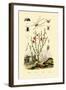 Long-Jawed Spider, 1833-39-null-Framed Giclee Print