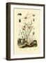 Long-Jawed Spider, 1833-39-null-Framed Giclee Print