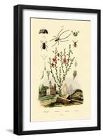 Long-Jawed Spider, 1833-39-null-Framed Giclee Print