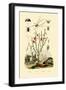 Long-Jawed Spider, 1833-39-null-Framed Giclee Print