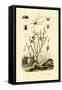 Long-Jawed Spider, 1833-39-null-Framed Stretched Canvas